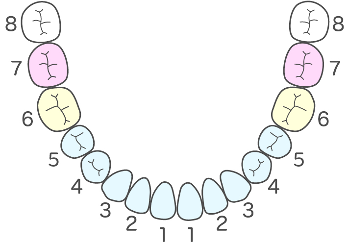 保険適用の歯